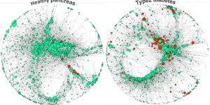 Gene regulatory networks inferred from single-cell RNA sequencing data of the healthy and diseased (Type 2 diabetes) human pancreas (Iacono et al., BioRxiv 2018).