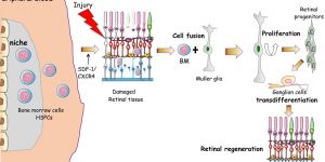 To burst endogenous repair in the retina. After damage bone marrow cells migrate in the retina of mice, can fuse with Muller glia cells and the hybrids differentiate in ganglion cell neurons (Pesaresi et al eBiomedicine 2018).