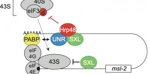 Model for translational repression of msl-2 mRNA. Repression is orchestrated by a choreography of RBPs. First, SXL binds to both UTRs of the message. SXL bound to the 3’ UTR recruits UNR and interacts with Hrp48. Contacts of these factors with PABP and elF3d contribute to inhibit ribosome recruitment to the mRNA. SXL bound to the 5’ UTR inhibits the scanning of those ribosomal complexes that have escaped the 3’ UTR-mediated control.