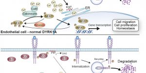 DYRK1A role in angiogenesis.